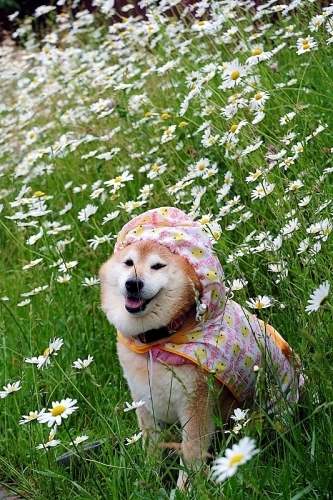梅雨入り_b0314043_08304873.jpg