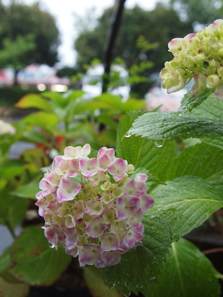 紫陽花の季節です_b0211845_11303928.jpg