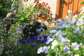 c0145250_11114338.gif