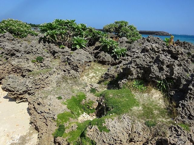 d0048350_15554102.jpg