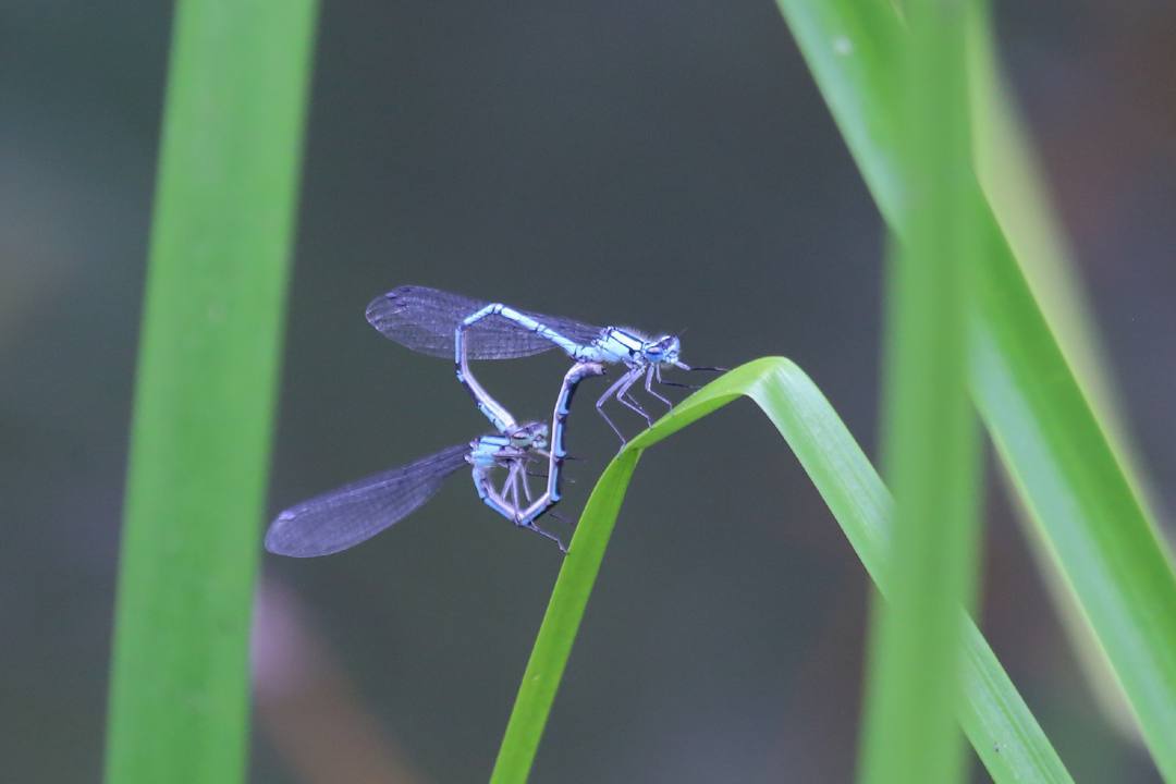 e0403850_05032775.jpg