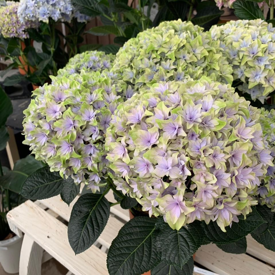 アンティークカラーあじさい さにべるスタッフblog Sunny Day S Garden