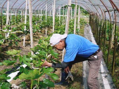 甘熟いちじく 今年も1節目からしっかり着果!副梢の芽カギと惜しまぬ手間ひまの枝吊り作業(前編)_a0254656_18301162.jpg