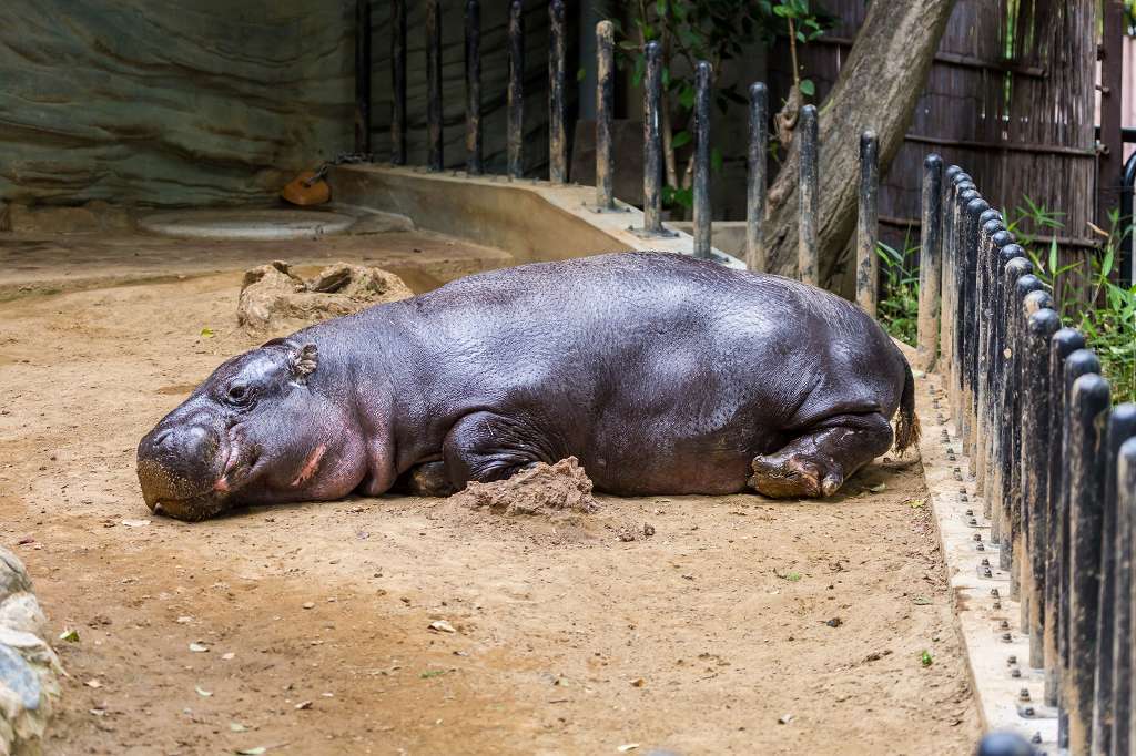 コビトカバ・サイ_f0044056_07274025.jpg