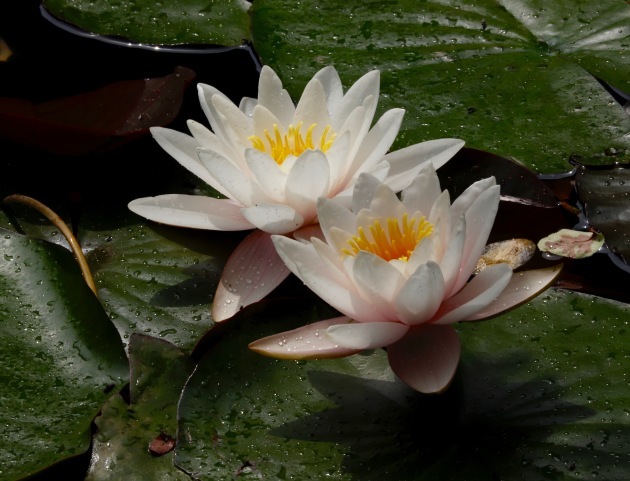 a0248459_14442288.jpg