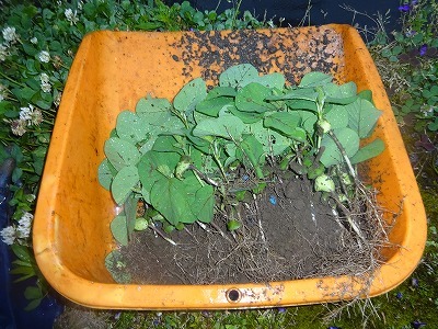 6/7　お盆前に食べる枝豆を植えて_d0074063_07315159.jpg