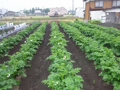 6/7　お盆前に食べる枝豆を植えて_d0074063_07321473.jpg