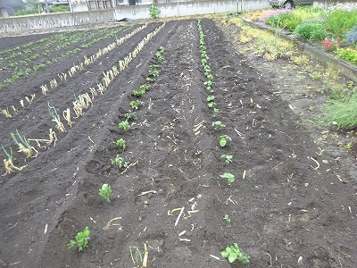 6/7　お盆前に食べる枝豆を植えて_d0074063_07332019.jpg