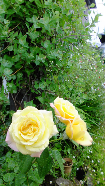f0260167_10204786.jpg