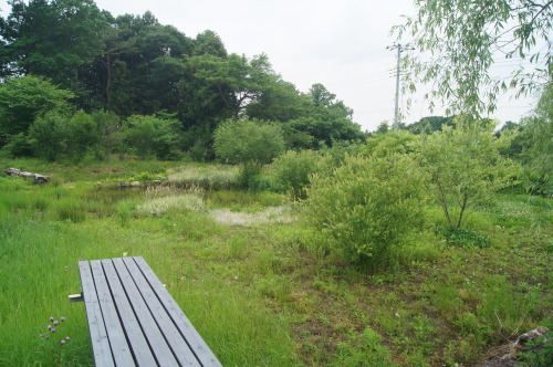 e0181373_20461793.jpg