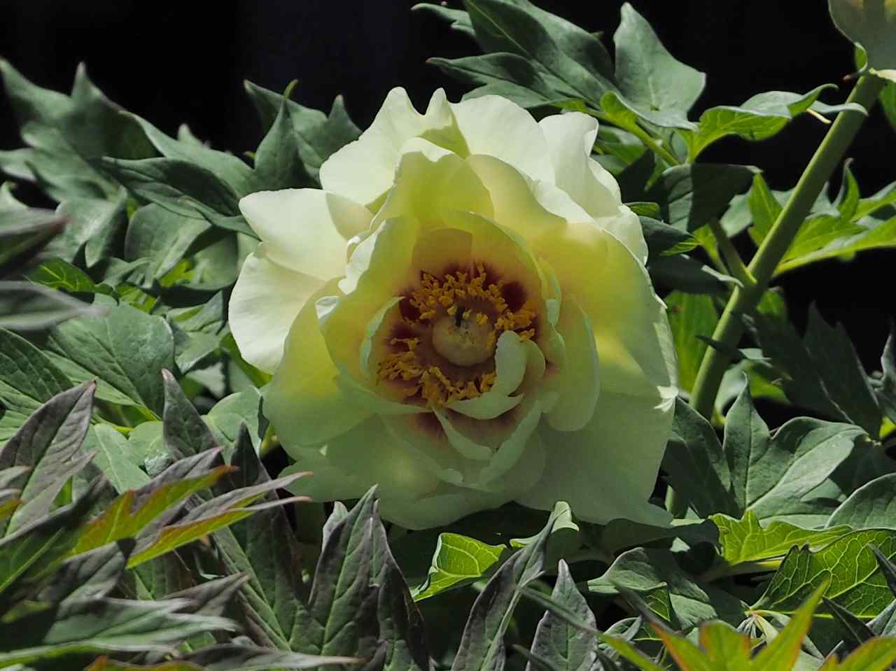 c0183777_65993.jpg