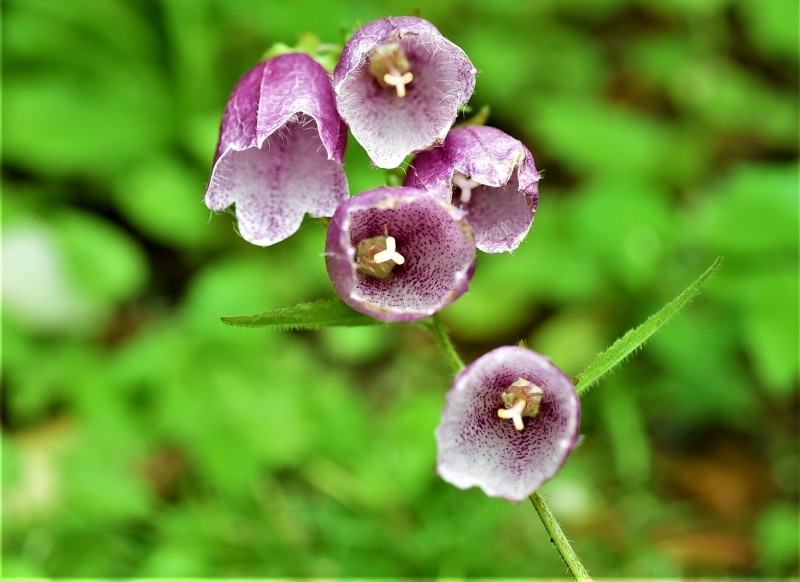 サンコウチョウ　花など。。。_e0405682_15162954.jpg