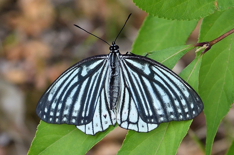 f0031682_10481666.jpg