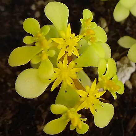 多肉植物 オウゴンマルバマンネングサ の花が咲きました 健気に育つ植物たち