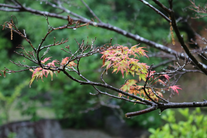 梅雨の中_f0376195_20543112.jpg