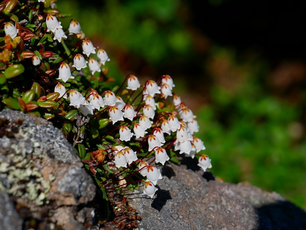 花の樽前山、2019.6.6_f0138096_00160945.jpg