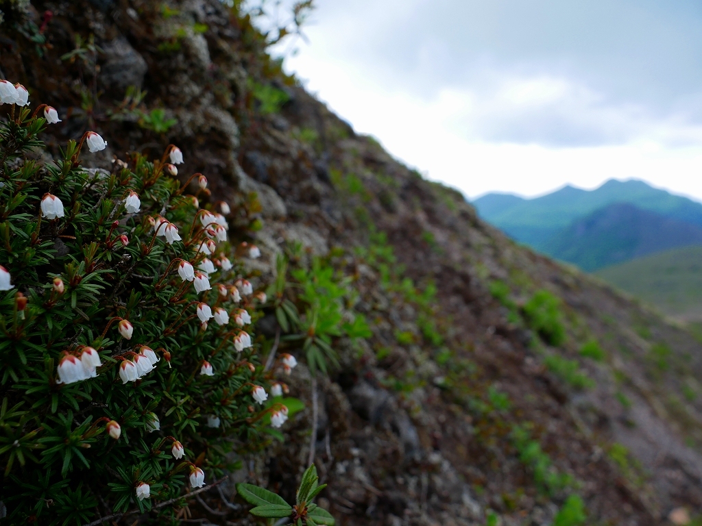 花の樽前山、2019.6.6_f0138096_00171789.jpg