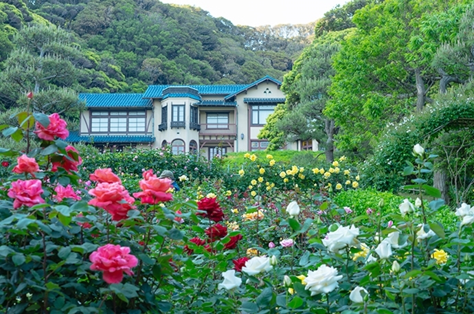 鎌倉文学館のバラ2019_b0145398_23353042.jpg