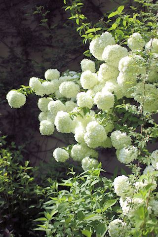 c0090198_18264653.jpg