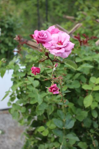 c0090198_18330414.jpg