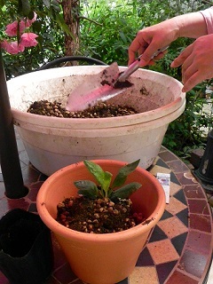 c0152002_21510822.jpg