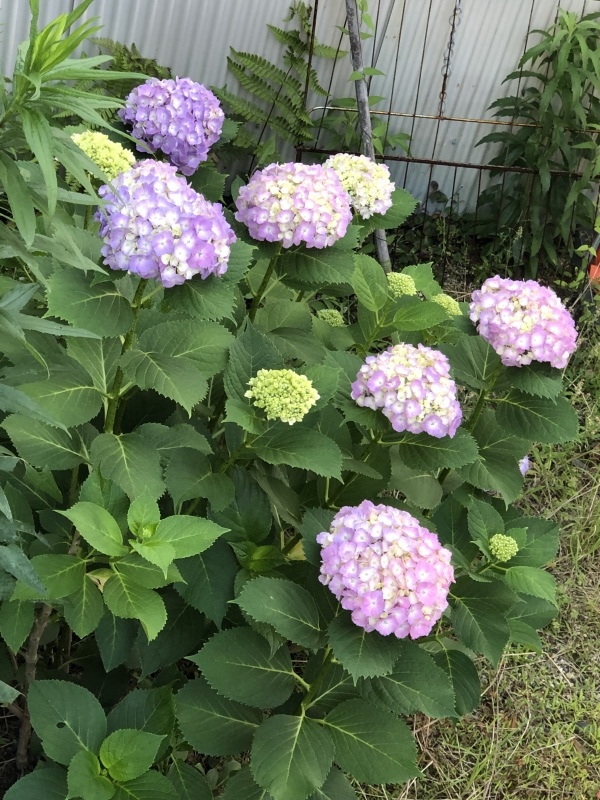 d0367204_17395726.jpeg
