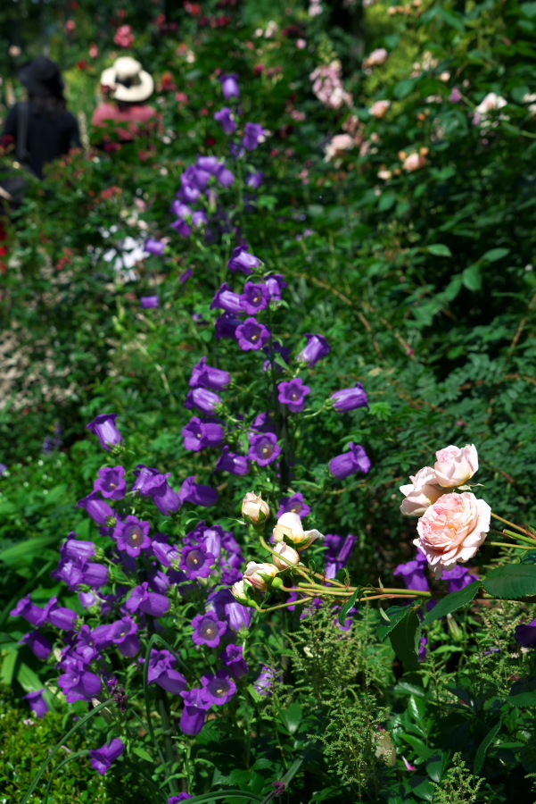a0263109_16215915.jpg