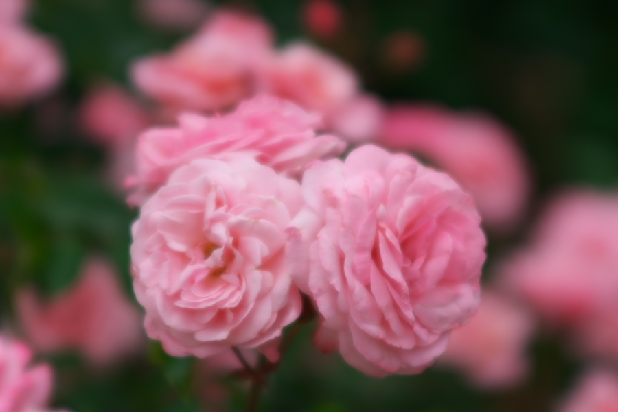 河津 バガテル公園の薔薇4_a0263109_21045666.jpg