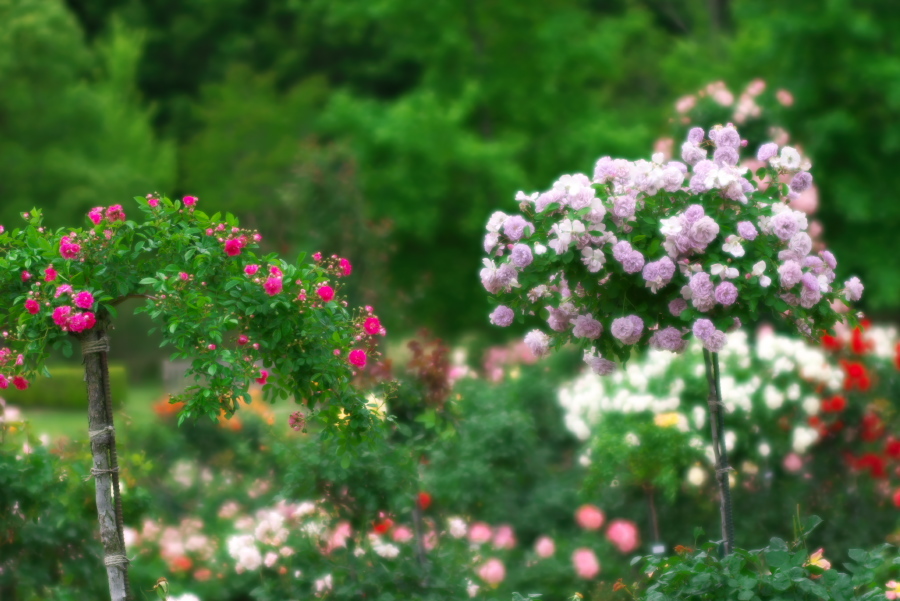 河津 バガテル公園の薔薇4_a0263109_21045707.jpg