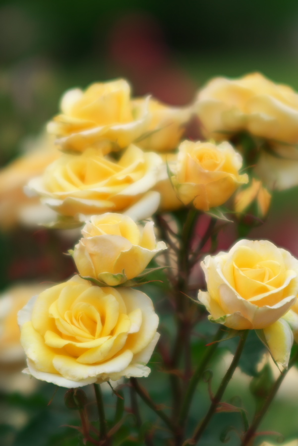 河津 バガテル公園の薔薇4_a0263109_21045730.jpg