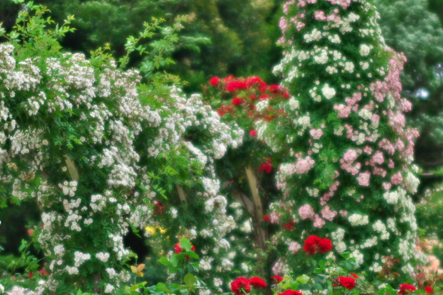 河津 バガテル公園の薔薇4_a0263109_21045761.jpg