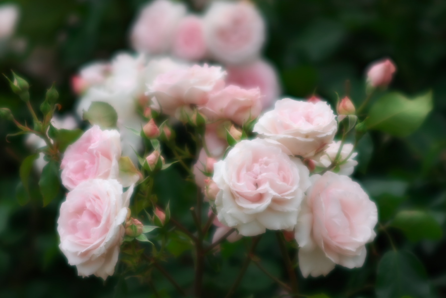 河津 バガテル公園の薔薇4_a0263109_21054854.jpg
