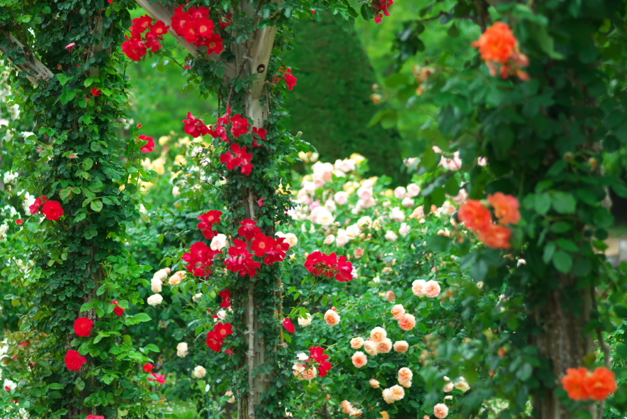 河津 バガテル公園の薔薇4_a0263109_21061025.jpg