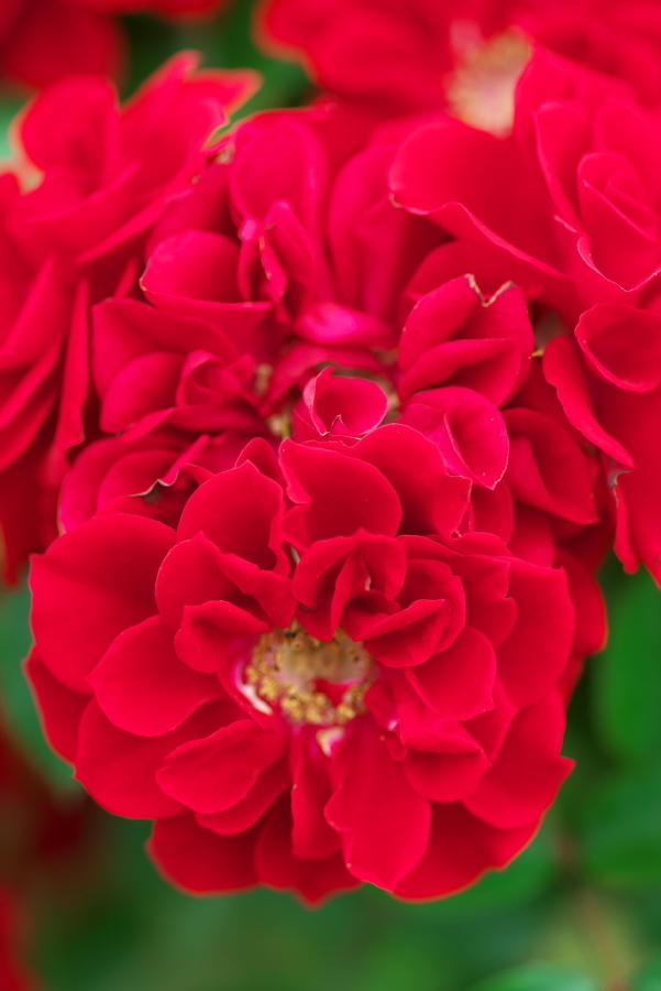 河津 バガテル公園の薔薇4_a0263109_21061147.jpg