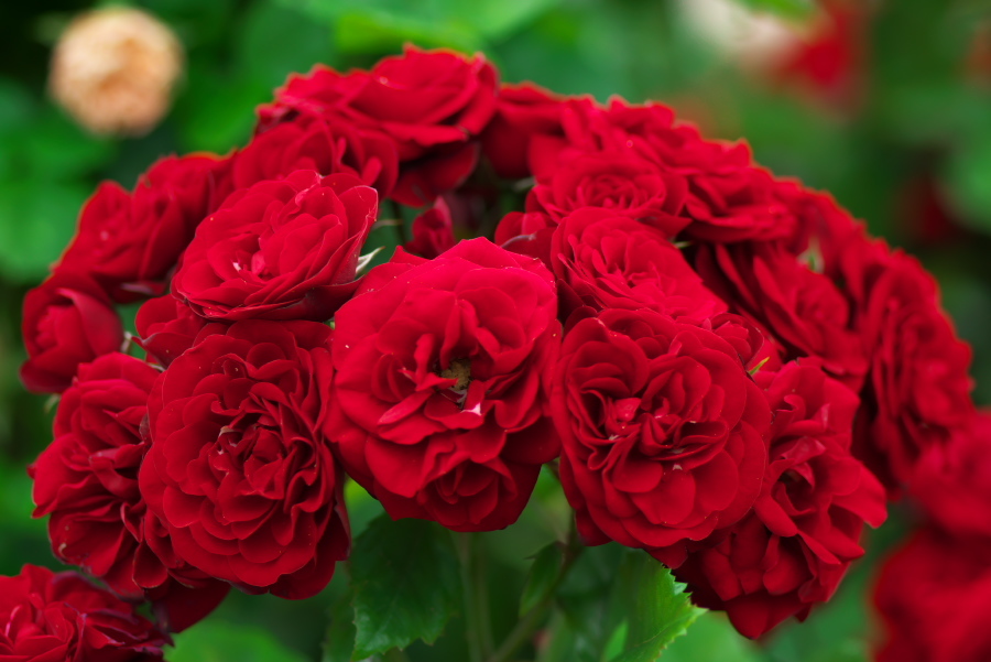 河津 バガテル公園の薔薇4_a0263109_21061195.jpg