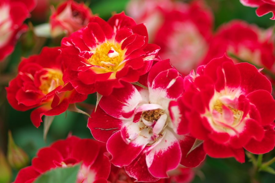 河津 バガテル公園の薔薇4_a0263109_21064785.jpg