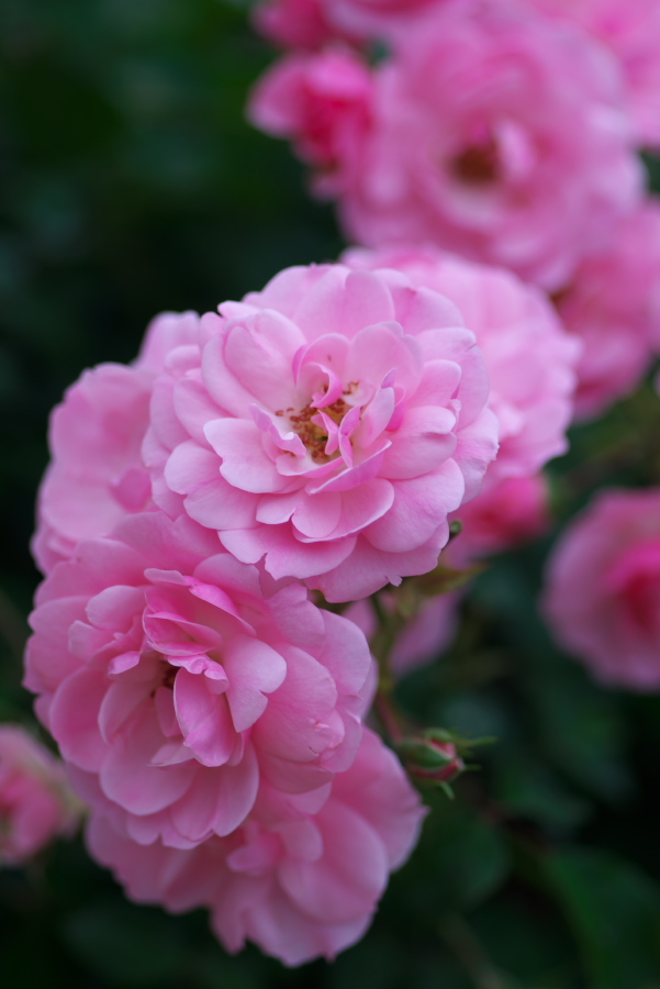 河津 バガテル公園の薔薇4_a0263109_21064860.jpg
