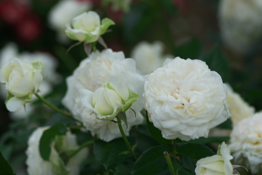 河津 バガテル公園の薔薇4_a0263109_21064865.jpg