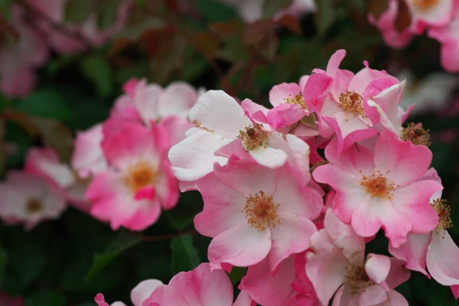 河津 バガテル公園の薔薇4_a0263109_21064872.jpg