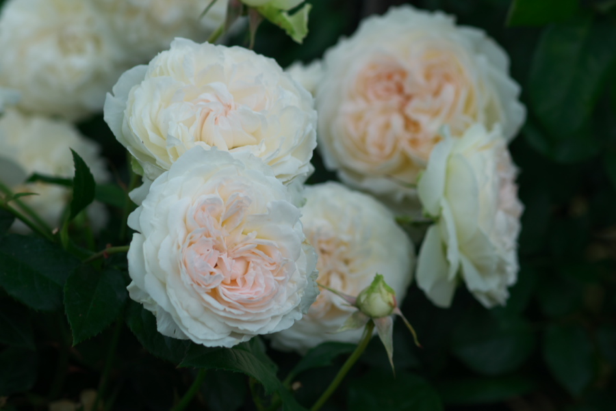 河津 バガテル公園の薔薇4_a0263109_21064882.jpg