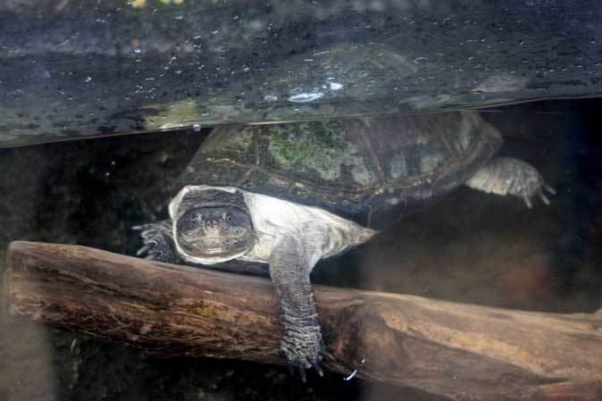 両生爬虫類館の愛らしいカメたち 上野動物園 続々 動物園ありマス