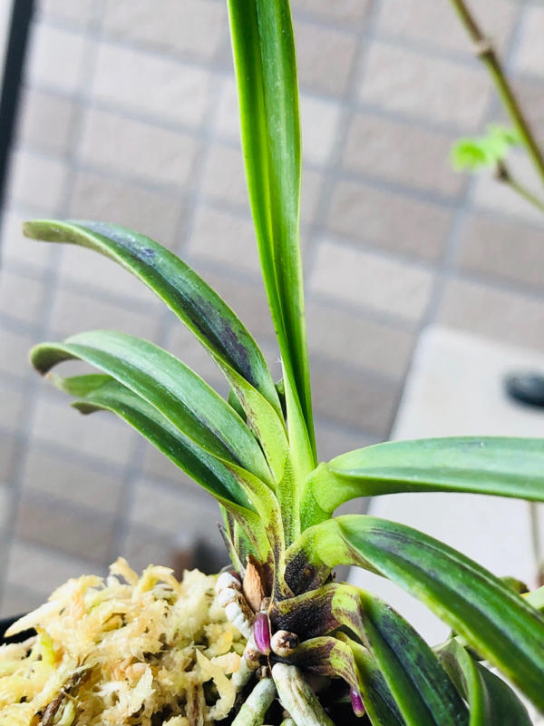 富貴蘭 金牡丹(黄縞系)｜花、園芸