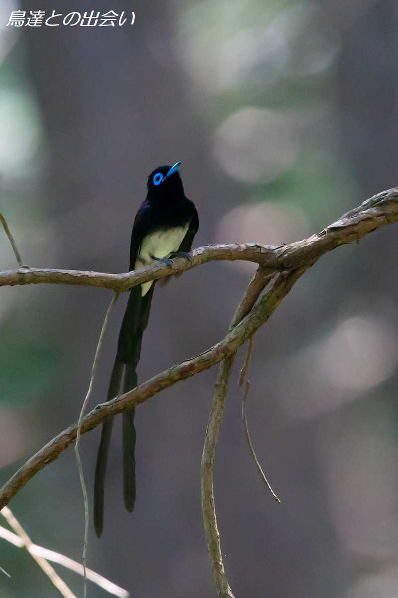 サンコウチョウ（２）・・・Japanese Paradise Flycatcher_e0139623_19553295.jpg