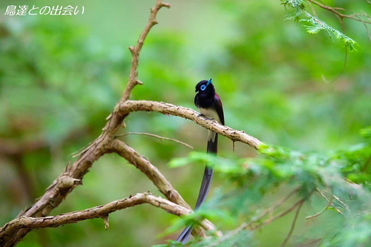 サンコウチョウ（２）・・・Japanese Paradise Flycatcher_e0139623_19554139.jpg