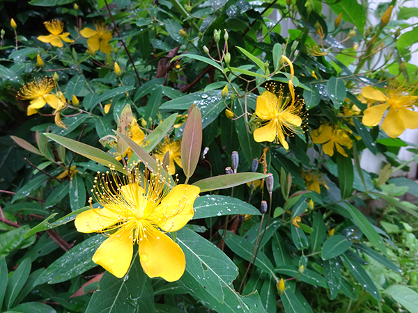 f0097523_17014798.jpg