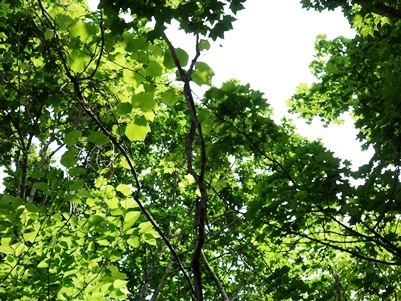 c0204725_11161907.jpg