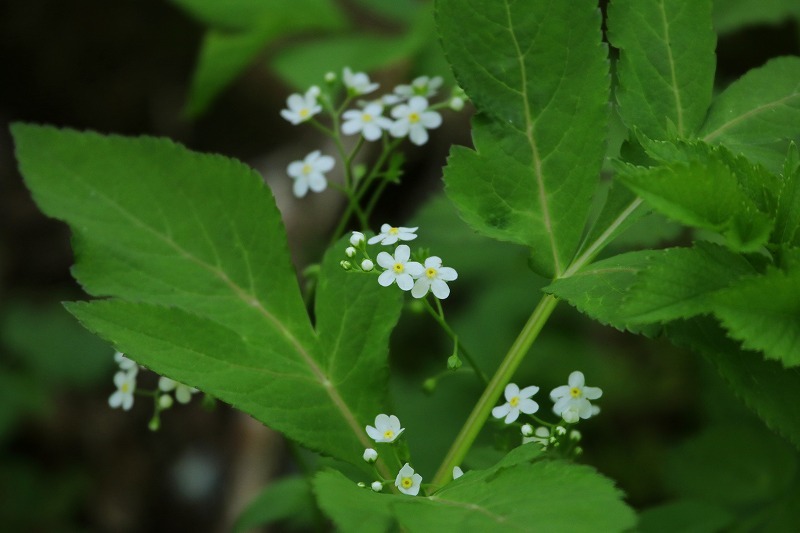 戸隠の花_f0327034_15405403.jpg