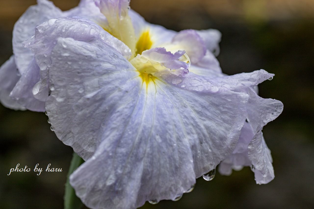 雨の花菖蒲園_f0297537_13291075.jpg