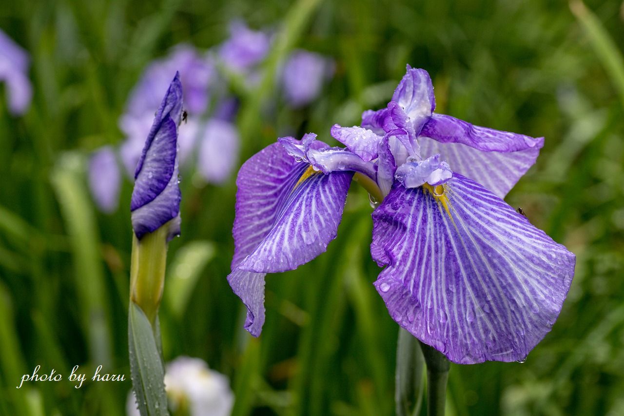 雨の花菖蒲園_f0297537_13291351.jpg