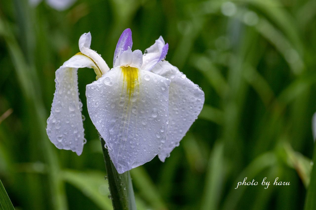 雨の花菖蒲園_f0297537_13291710.jpg